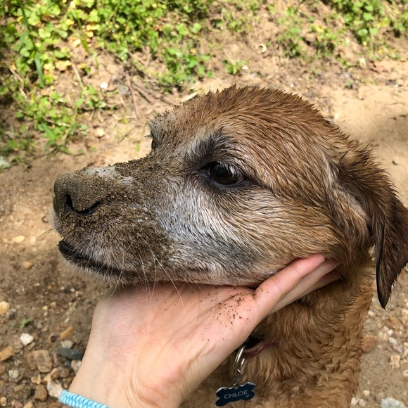 Meet the Posher 🎃 - Picture 2 of 3